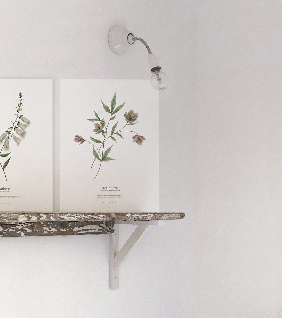 WELLINGTON - Conjunto de 2 posters para crianças - Flores, botânica